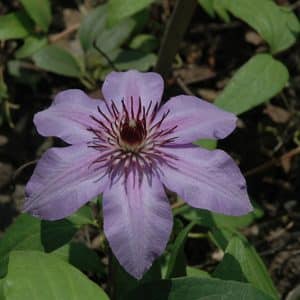 Vine Clematis Candy Stripe #2