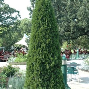 Arborvitae Emerald Green #5-6