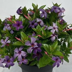 Mandevilla SunParasol Bluephoria 8"